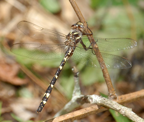 Male
12 May 2008  Rabun 